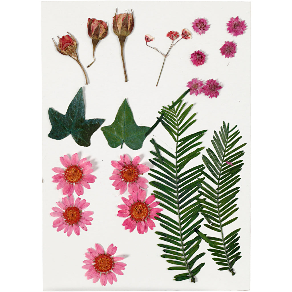 Creativ Company - Creativ Company Https://www.cchobby.nl/gedroogde-bloemen-en-bladeren-ca-19-stuk-lichtrood-1-doos