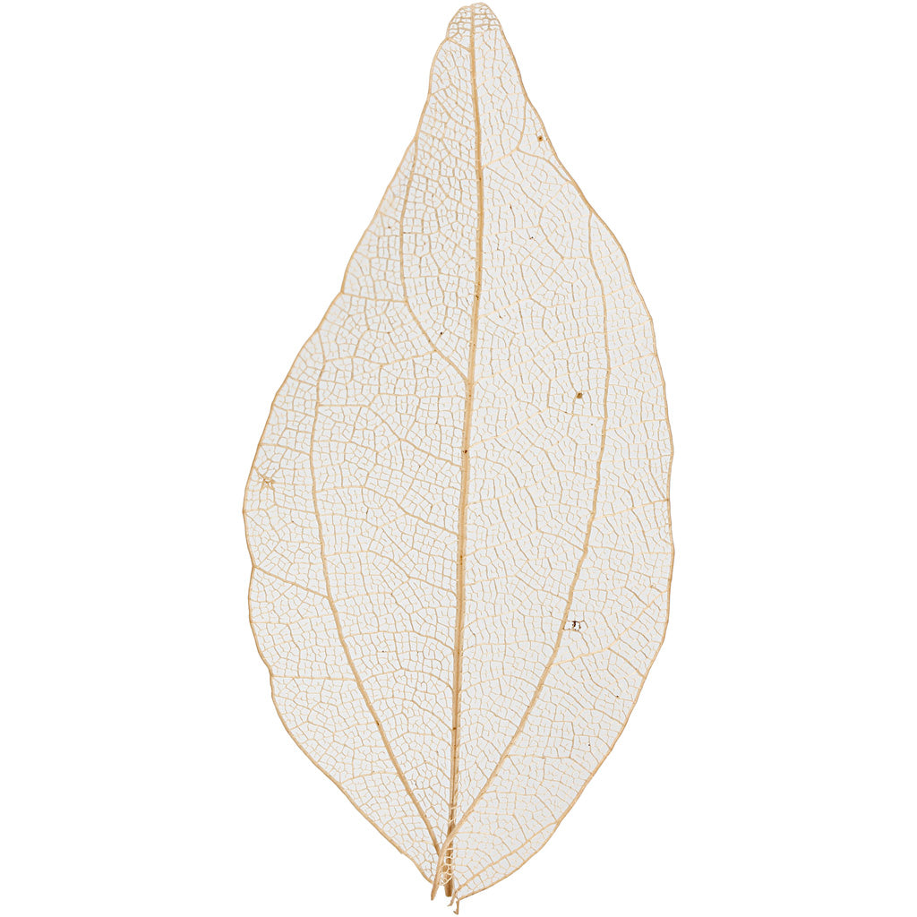 Creativ Company - Creativ Company Https://www.cchobby.nl/skeleton-leaves-l-4-5-8-cm-naturel-20-stuk-1-doos
