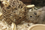 Nature First - Nature First speelbal wilg