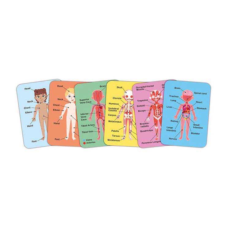 Hape - Hape menselijk lichaam magnetische puzzel - 63dlg.
