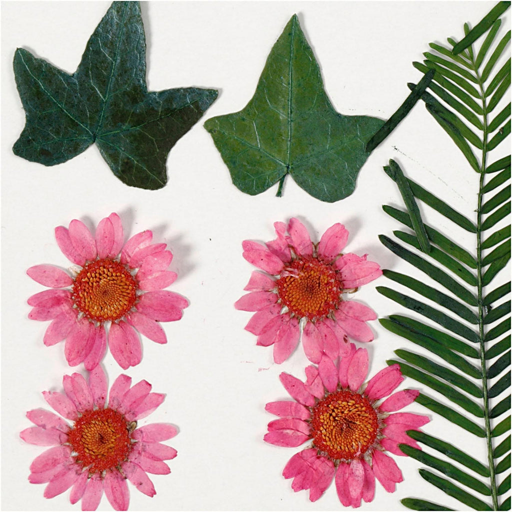 Creativ Company - Creativ Company Https://www.cchobby.nl/gedroogde-bloemen-en-bladeren-ca-19-stuk-lichtrood-1-doos
