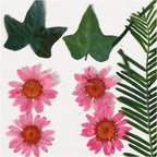 Creativ Company - Creativ Company Https://www.cchobby.nl/gedroogde-bloemen-en-bladeren-ca-19-stuk-lichtrood-1-doos