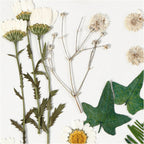 Creativ company gedroogde bloemen en bladeren off-white, 19dlg.