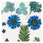 Creativ company gedroogde bloemen en bladeren blauw, 19dlg.