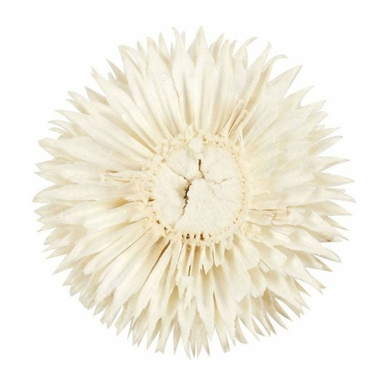 Creativ Company - Creativ Company Https://www.cchobby.nl/gedroogde-bloemen-d-3-5-cm-6-stuk-1-doos