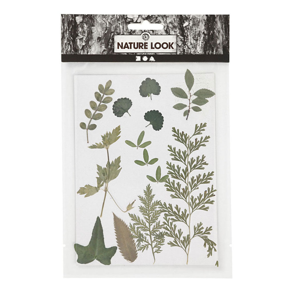 Creativ Company - Creativ Company Gedroogde bloemen en bladeren groen