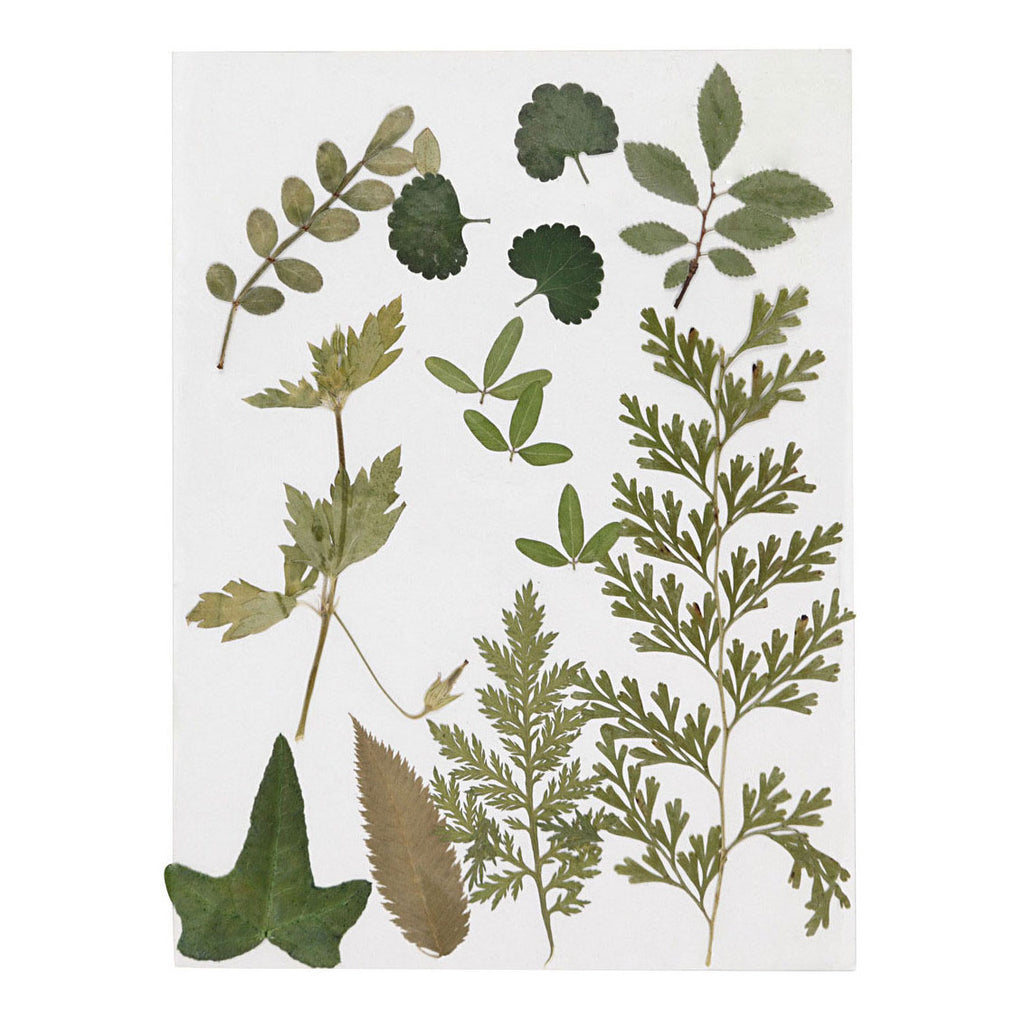 Creativ Company - Creativ Company Gedroogde bloemen en bladeren groen