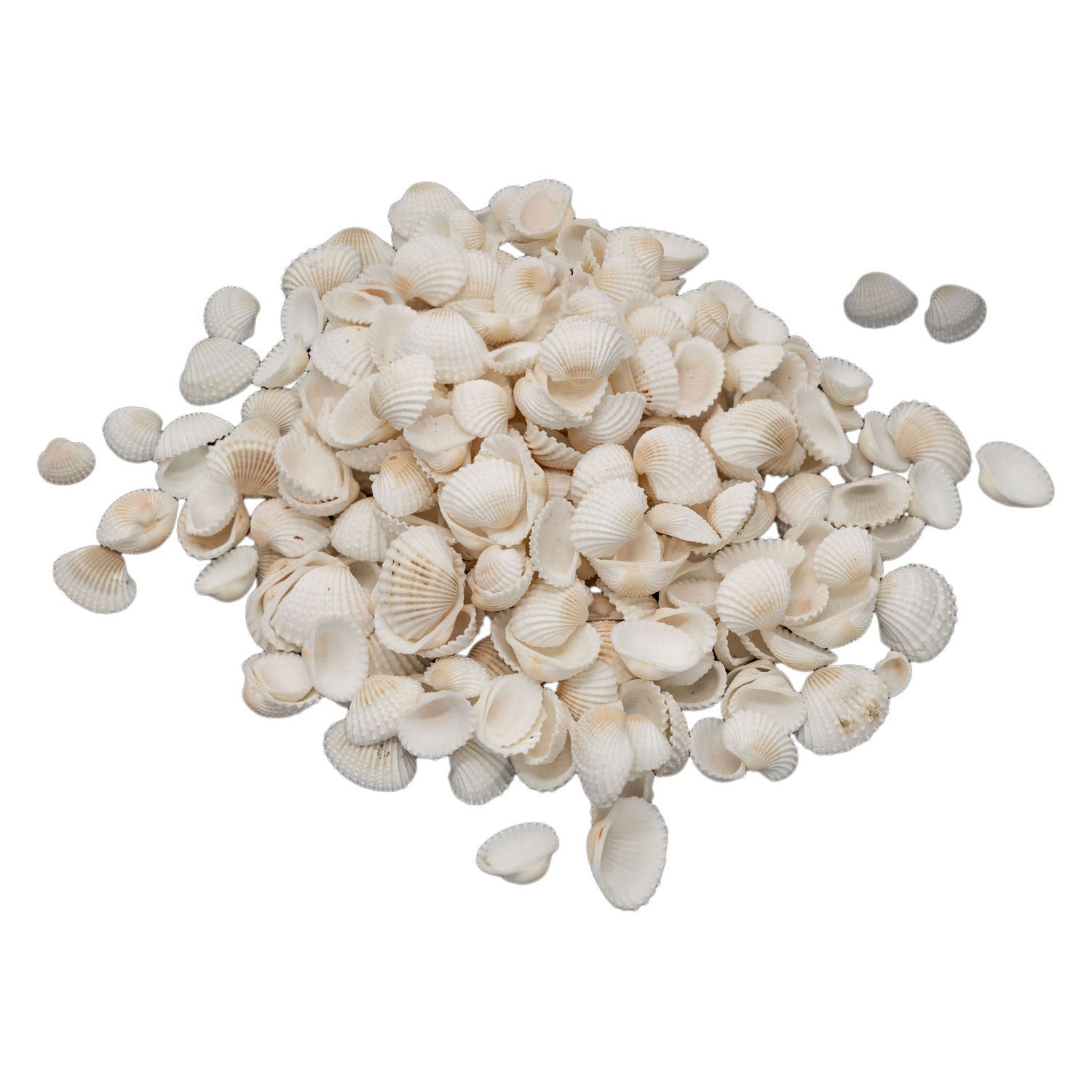 Colorations - kleine ark schelpen, 500 gram