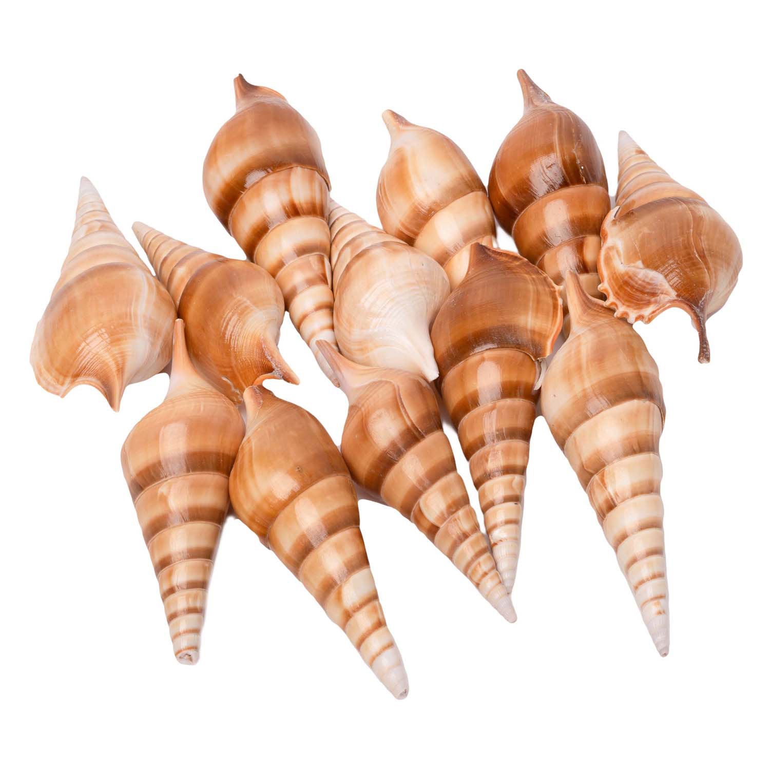 Colorations - zeeschelpen tibia 400g