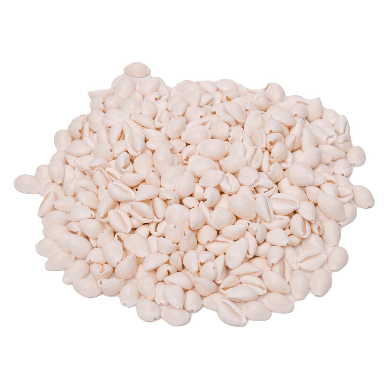 Colorations - zeeschelpen kauri 300g
