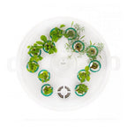 Plantui booster tray wit