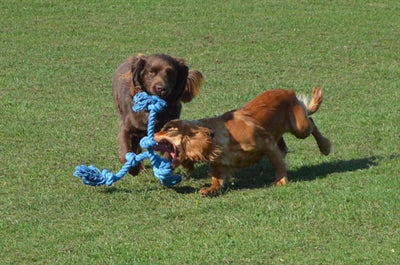 Happy Pet - Happy Pet flossin fun 3 knoop