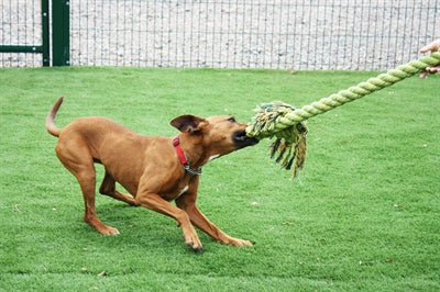 Happy Pet - Happy Pet king size tug flostouw