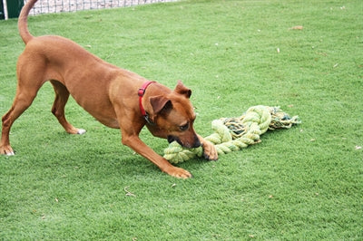 Happy Pet - Happy Pet king size tug flostouw