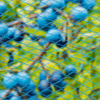 Nature vogelnet nano 5x4 m blauw