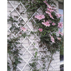 Nature tuinlatwerk 50x150 cm pvc wit 6040701