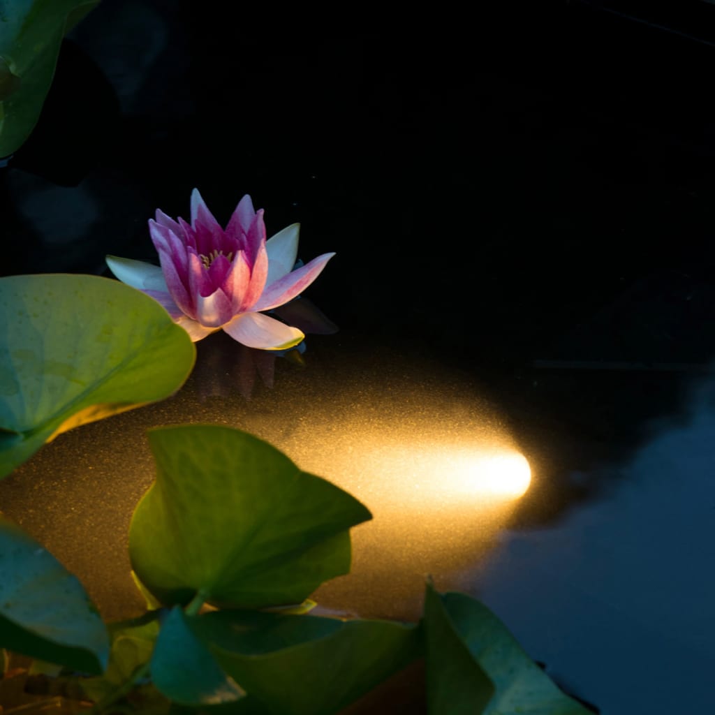 Ubbink aquaspotlight power led onderwaterverlichting ledlamp (zwart)