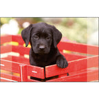 Kangaro bureau onderlegger - 38x58cm - labrador zwart - antislip - met insteekvakken
