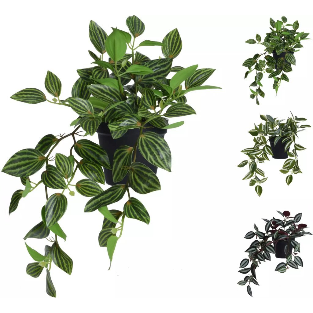 Overige Merken - Overige Merken Kust hangplant tradescantia in pot 42 cm