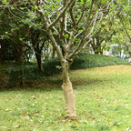 Vidaxl juterol 0,5x5 m 100% jute 200 g m²