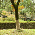 Vidaxl juterol 1x10 m 100% jute 200 g m²