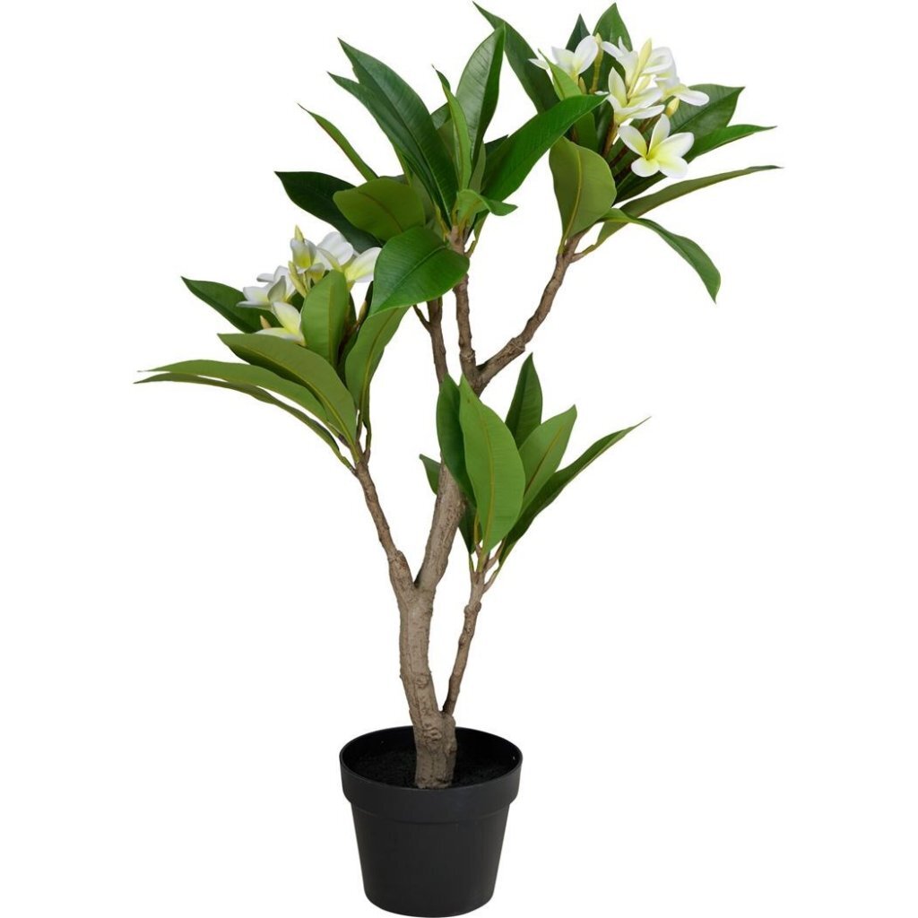 Overige Merken - Overige Merken Kunstplant plumeria 50x90 cm wit/groen