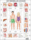 Larsen het menselijk lichaam – puzzel – educatief – anatomie – educatieve legpuzzel voor kinderen – 35 stukjes – gemaakt in noorwegen – extra dikke 2,5 mm stukjes – tray met vaste rand