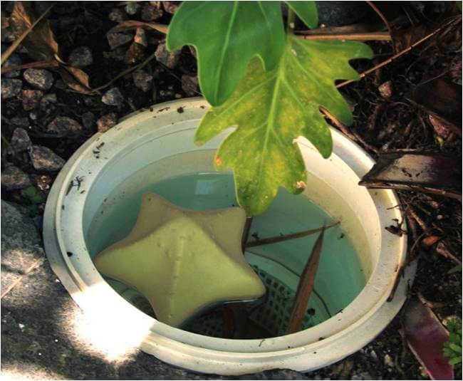 Comfortpool - Comfortpool Zeester reinigingssponzen