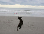 Chuckit flying squirrel