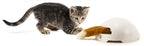 Petsafe frolicat vossenhol - automatische kattenplager - kattenspeelgoed
